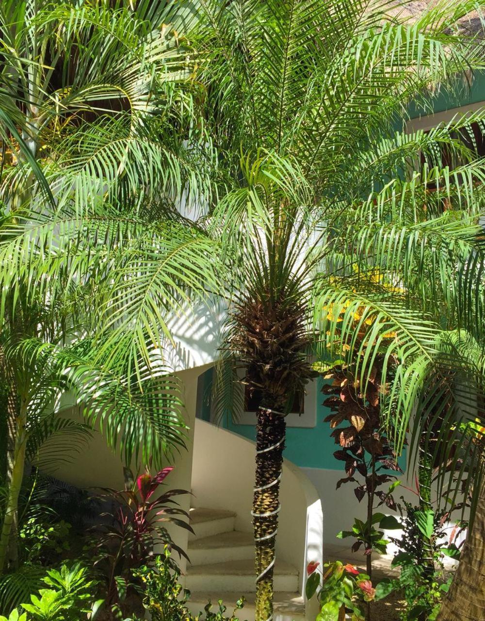 Toto Blue Hotel Boutique Bacalar Eksteriør billede